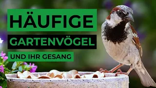 häufige Gartenvögel und ihr Gesang