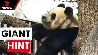 High-level talks to keep Australia's giant pandas at Adelaide Zoo | 7 News Australia