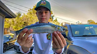 EASIEST Catch, Clean Cook (Jacksmelt Catch Cook)