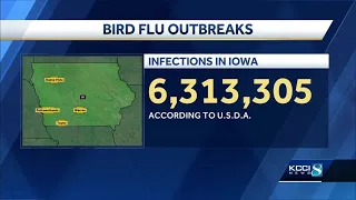 Bird Flu Outbreaks continue in Iowa