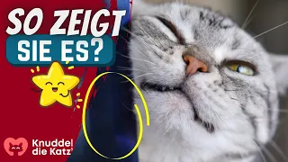 Wenn Deine Katze DAS tut, zeigt sie Dir ihre Dankbarkeit