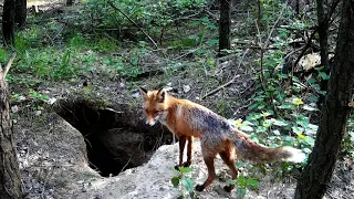 Lis, Fuchs, Fox, nora lisa, lis i borsuk, lisica i młode, atak lisa, polowanie na lisa