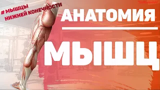 Мышцы ноги / Мышцы нижней конечности / Анатомия мышц нижней конечности /  МИОЛОГИЯ /