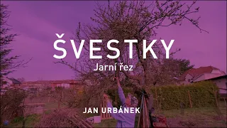 ŠVESTKY – jarní řez