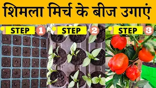 शिमला मिर्च के बीज कैसे उगाएं | How to germinate capsicum seeds in hindi | Terrace & Gardening