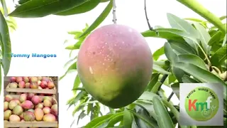 Mango farming: okulima emiyembe