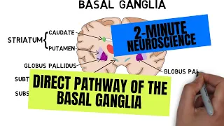 2-Minute Neuroscience: Direct Pathway of the Basal Ganglia