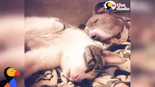 Dog And Cat Best Friends Learn to Love Each Other Despite Their Differences | The Dodo