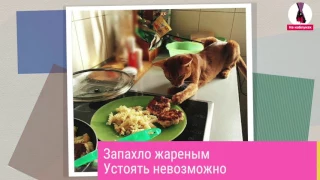 Воришки - кошки и собаки, пойманные на месте преступления