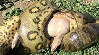 Anaconda eats Pig (Time Lapse x4)