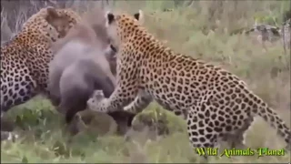 Leopard Behaviour During Impala Kill........