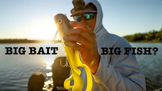 BIG BAIT = BIG FISH? (MINNESOTA MUSKIES)