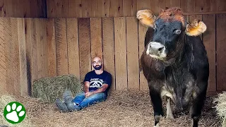 Blind rescue cow loves music and have the cutest favorite song