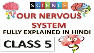 Our Nervous System class 5 | fully explained in hindi | class5 Our nervous system | class 5 Science