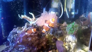 Мой морской аквариум 5 : клеим кораллы
