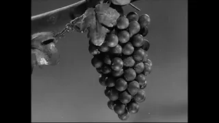Лиса и виноград (1936) Мультфильм Вячеслава Левандовского