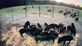 My largest wild pig catch with new trap