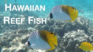 Hawaiian Reef Fish of Kahalu'u Bay