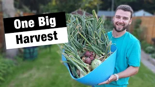 Summer Harvests - Spuds, Beets & More | How Bad is the Onion White Rot? | JBs Allotment Diaries