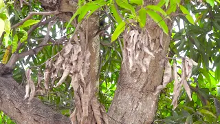 POHON MANGGA FAMILIAR DI INDONESIA