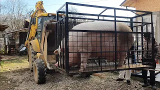 ❗️MOMENT UNIC IN ROMÂNIA❗️JARDEL❗️A FOST CÂNTĂRIT❗️A DOBORÂT RECORDUL DE GREUTATE AL LUI GIMBIRICA❗️