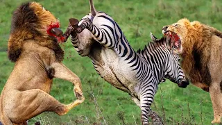 Amazing! Zebra Alone Fights Madly And Knocks Out Lions Quickly By Powerful Kicks _ Zebra  Vs Lion