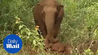 Heartbreaking moment an elephant tries to wake up its dead calf