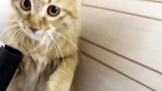 CATS VS HOOVER ★ Cats VS VACUUM CLEANER (HD) [Funny Pets]