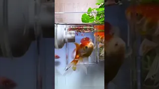 Aquarium Transparent Suction Fish Feeder 🔥Product Link in Description & Comments!🔥