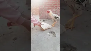 تزاوج الدجاج الحجازي🙈🐔