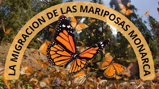 El increíble viaje migratorio de las mariposas monarca