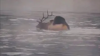 Grizzly Bear Hunting Bull Elk And Drowning It To Death In Frozen Water...!