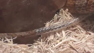 Corn Snake Slithers Out of Skin in Shedding Process - 1067935