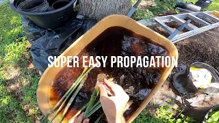 PROPAGATING BAMBOO - the easy way!