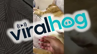 Cat Donkey Kicks Owner Over Personal Space || ViralHog