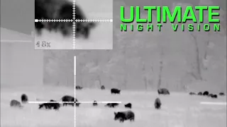 45 Hogs Down | Hog Hunting with the Pulsar Trail XP38 and XP50 Thermal Scopes