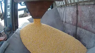 Молотіння та сушка кукурудзи