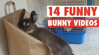 14 Funny Bunny Videos || Awesome Bunnies Compilation