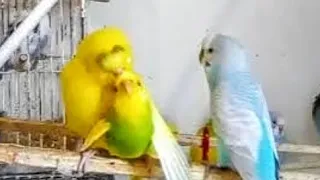 Budgies Mating 3 Males 1 Female