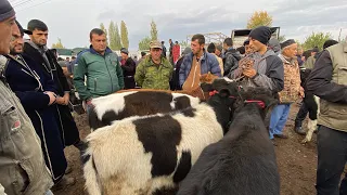 ВАКТИ САВДО МОЛБОЗОРИ ШАХРИНАВ НАРХИ ГНОЖИН ГОВИ ГУСАЛАДОР ШИРТЕ ГУСФАНД ТАКА СЕРКА БУКА БУКАЧА 3 ня