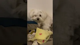 Maltese sleep like koala