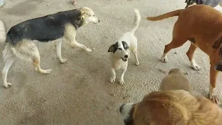 Собаки порвали соседа, Бруно, уже не в первый раз. Найти не смогли пока... #animalshelter