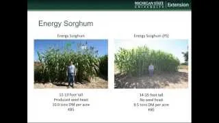 Bioenergy Crops for Michigan and the Upper Midwest