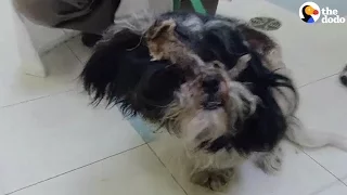 Matted Dog Couldn't Even See Until After His Haircut