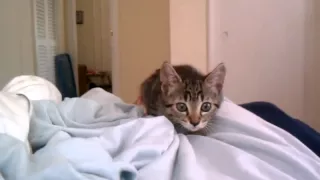 Kitten attack!