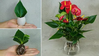 Propagation of anthurium from leaves, planting anthurium in eggs 100% success