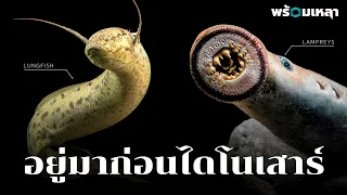 Living Fossils: แม้จะผ่านมากว่าร้อยล้านปี สัตว์เหล่านี้ก็ยังหน้าตาเหมือนเดิม