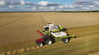 Vehnän ja Ohran puintia 2020 I  Wheat and Barley harvest 2020 I Claas lexion