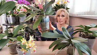 ЗАЦВЕСТИ орхидею ВО ЧТОБЫ ТО НИ СТАЛО! ЛИШИТЬ СВЕТА, ВОДЫ, ЗАМОРОЗИТЬ! ОСТАВЬТЕ орхидеи В ПОКОЕ!