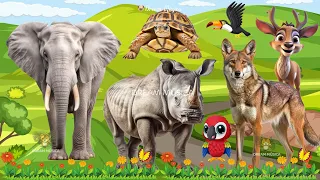 Funny Animal Sounds in 30 Minutes: Elephant, Rhino, Wolf, Parrot, Toucan - ANIMAL (BGM)